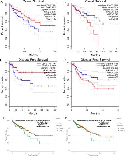Figure 5. Prognostic values of key DEGs and DEMs in COAD patients. (A) OS curve for CCNF. (B) OS curve for HDAC5. (C) DFS curve for ETV6. (D) DFS curve for SREBF1. (E) OS curve for hsa-miR-513a-5p. (F) OS curve for hsa-miR-3678-3p. P < 0.05 represents significant difference. OS: overall survival, DFS: disease-free survival.