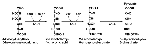 Figure 8 The proposed pathway for α-keto acid metabolism in strain A1 cells.