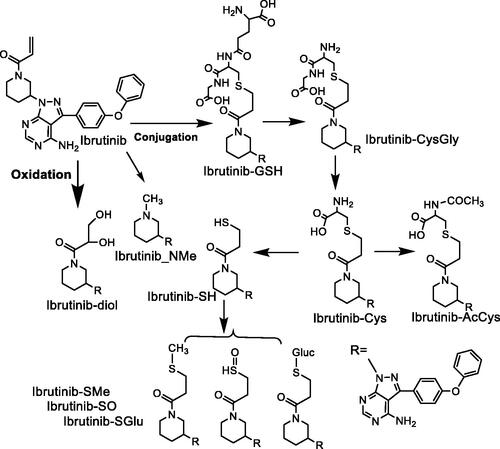 Figure 13. Biotransformation pathways of ibrutinib.