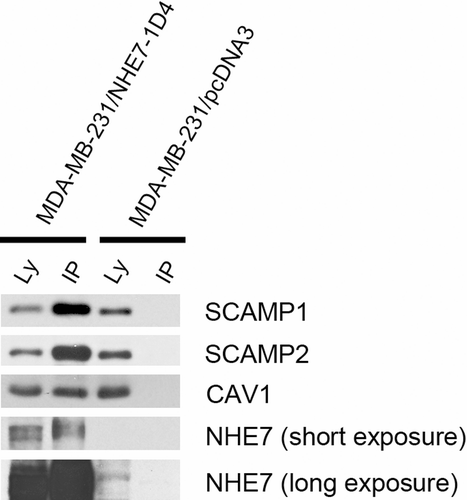 Supplementary Figure 5.  The same amount (150 µg) of lysates from MDA-MB-231/NHE71D4 cells or MDA-MB-231 cells were incubated with sepharose beads conjugated with 1D4-antibody, and bound SCAMP1, SCAMP2 and caveolin 1 (Cav1) were detected by Western blot. The blot was stripped and reprobed with anti-NHE7 antibody.
