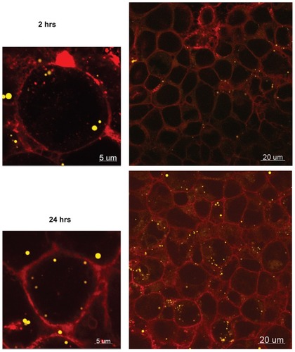 Figure 8 Confocal images of 50 nm Fluoresbrite® NP uptake into BeWo cells after 2 hours and 24 hours.Notes: Red, WGA membrane stain; yellow, Fluoresbrite NPs.Abbreviations: NP, nanoparticles; WGA, wheat germ agglutinine.