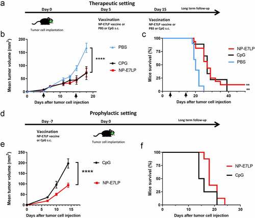 Figure 1. Growth of orthotopic mEERL95 tumors and mice survival upon therapeutic or prophylactic vaccination.a-c: In a therapeutic setting, mice with orthotopic mEERL95 tumors were vaccinated at day 5 and 15 (black arrow in b/c) with PBS (n = 10), CpG alone (n = 9) or NP-E7LP (n = 16). d-f: In a prophylactic setting, mice were vaccinated 1 week before cell injection with CpG alone (n = 8) or NP-E7LP (n = 8). Mean ± SEM tumor growth (b/e) and mice survival (c/f) are shown. Significant differences (area under the curve, a/c) are shown following Student t-test or (mice survival, c/f) after an adjusted log-rank test: **** = p < .0001; ** = p < .01