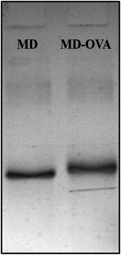 Figure 1. The SDS-PAGE analysis for MD-OVA.