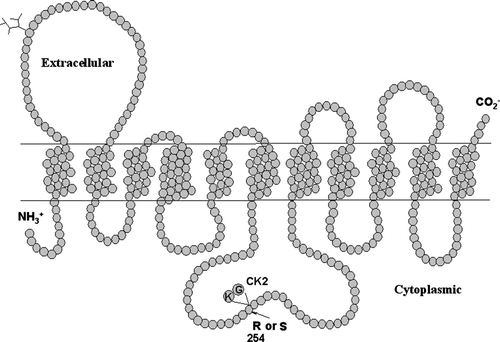 Figure 1.  A schematic of the putative transmembrane structure of mENT1. The difference between the mENT1a and mENT1b splice variants is indicated in the central intracellular loop connecting transmembrane regions 6 and 7. The mENT1b variant has a serine at position 254 followed by a lysine-glycine. The mENT1a variant has an arginine at position 254 and the lysine/glycine is deleted.