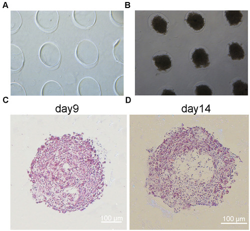 Figure 1 Fabrication of the morphology and structure of MDA-MB-231 spheroids. (A) Agarose microwells. (B) MDA-MB-231 spheroids in microwells. (C and D) H&E staining of MDA-MB-231 spheroids fixed at day 9 and 14. Scale bars, 100 μm.