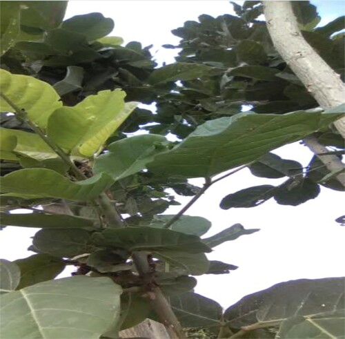 Figure 1. Erythrina senegalensis leaves.