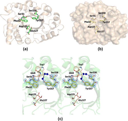 Fig. 3. The three-dimensional structure around the conserved cis-peptides.Note: (a) The orientation of active site (Asp125 and Glu127) and cis-peptides (Ser31 and Phe32, and Tyr257 and Ser258). These amino acid residues are shown as sticks. (b) Surface representation of PSC. The active site and cis-peptides are shown as sticks near the active site cleft. (c) The detailed structure around the cis-peptides (stereo view). This region is stabilized by the interaction with adjacent residues, such as Trp7 and Gln9, and water molecules. The electron density of the 2|Fo| − |Fc| map for this site is contoured at 1.2σ and shown in blue mesh.