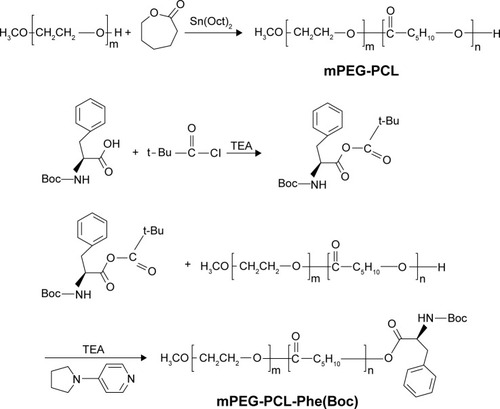 Figure 2 Synthesis of mPEG-PCL-Phe(Boc) block copolymer.Abbreviations: mPEG, monomethoxyl poly (ethylene glycol); PCL, b-poly (ε-caprolactone); Phe, phenylalanine; Boc, N-t-butoxycarbonyl; mPEG-PCL-Phe(Boc), N-t-butoxycarbonyl-phenylalanine terminated monomethoxyl poly (ethylene glycol)-b-poly (ε-caprolactone).