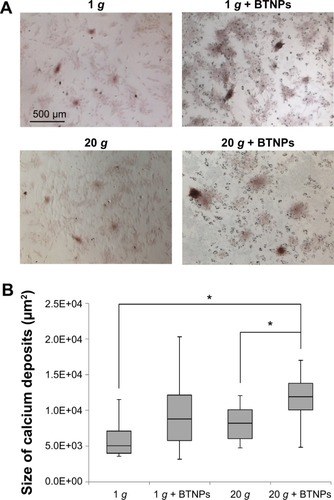 Figure 7 Mineralization evaluation.Notes: *P<0.005. Alizarin red assay (A) and size of calcium deposits (B) at 48 hours of differentiation posttreatment.Abbreviation: BTNPs, barium titanate nanoparticles.