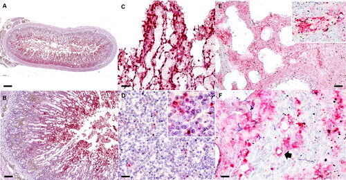 Figure 3. Carnivore chaphamaparvovirus-1 infection. In situ hybridization. Puppy no. 2. Intestine (A-C). Mesenteric lymph node (D). Lung (E&F). (A) Large amounts of carnivore chaphamarparvovirus-1 (CaChPV-1) nucleic acid in the duodenum. (B, C) The CaChPV-1 DNA is present in the superficial mucosa of intestinal villi. The CaChPV-1 nucleic acid is primarily detected within the nuclei of supporting mesenchymal cells and endothelial cells of villous capillaries. (D) CaChPV-1 DNA is detected in single lymphocytes and histiocytes in the mesenteric lymph node. (E) Large amounts of CaChPV-1 nucleic acid are multifocally present in pulmonary parenchyma and small blood vessels (inset). (F) CaChPV-1 hybridization signals are primarily present in the nuclei of infiltrated histiocytes and lymphocytes in alveoli and present in lining endothelial cells of alveolar capillaries (arrow). Bars indicate 500 µm (A), 100 µm (B&E), 20 µm (C&F), and 10 µm (D).