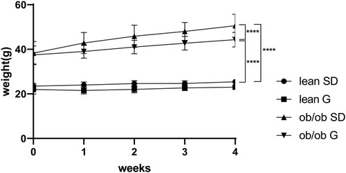 Figure 1 Weight change of mice during 4 weeks treatment. Lean mice and ob/ob mice were fed with a standard diet or genistein diet for 4 weeks. Body weight was monitored weekly. ****p ≤ 0.0001.
