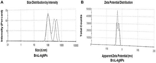 Figure 4 (A) BroL-Ag nanoparticle size distribution and (B) BroL-AgNPs zeta potential analysis.