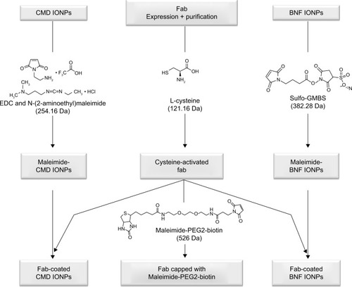 Figure 1 Schematic of workflow for fab and IONP functionalization.Notes: Monomeric Ffab and Bfab are subjected to reduction/activation using 20 mM cysteine followed by conjugation with maleimiede-PEG2-biotin or maleimide-activated IONPs. Two IONP types were examined in this study: Dartmouth CMD and commercial BNF, which were functionalized with maleimide groups using EDC and N-(2-aminoethyl) maleimide, or sulfo-GMBS, respectively.Abbreviations: IONP, iron oxide nanoparticle; fab, an engineered monoclonal antibody fragment; Ffab, Farletuzufab, engineered from monoclonal antibody Farletuzumab; Bfab, anti-botulinum toxin fab fragment; PEG2, polyethylene glycol 2; CMD, carboxymethyl-dextran; BNF, bionized nanoferrite; EDC, 1-ethyl-3-(3-dimethylaminopropyl) carboiimide; sulfo-GMBS, N-(γ-maleimobutyryloxy) sulfosuccinimide ester.