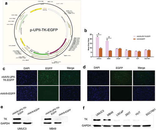 Figure 1. rAAV9-UPII-TK-EGFP construct and TK gene expression in vitro. (a) rAAV9-UPII-TK-EGFP construct map. (b) Intensity of EGFP in six cell lines transfected with rAAV9-UPII-TK-EGFP or rAAV9-EGFP. (c, d) EGFP expression in bladder cancer cell lines (UMUC3 and MB49) measured approximately 24 h after transfection with rAAV9-UPII-TK-EGFP or rAAV9-EGFP. (e) Expression of TK protein in two bladder cancer cells transfected with rAAV9-UPII-TK-EGFP or rAAV9-EGFP detected by western blot analysis. (f) Expression of TK protein in various cell lines after infection with rAAV9-UPII-TK-EGFP. Data are presented as the mean ± SD. * indicates statistical significance (*P < .05)