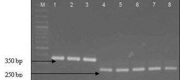 Figure 4. Multiplex PCR identification of strains belonging to species Lactococcus lactis and Leuconostoc mesenteroides. Lane 1: Ln mesenteroides ATCC 8293, lane 2: Р3/8, lane 3- Р4/8, lane 4 - Lactococcus lactis ssp. lactis 454, lane 5- P 3/1, lane 6 - P 3/5, lane 7- P3/6 and lane 8- P4/1, M- molecular weight marker (100-bp DNA ladder, Fermentas).
