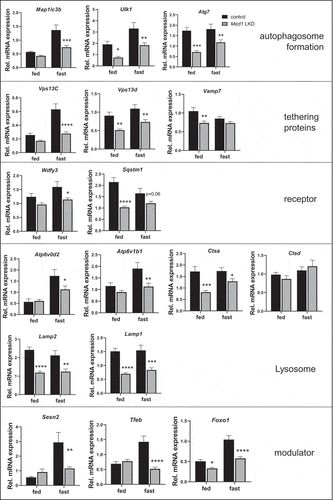 Figure 7. Expression of autophagy genes was attenuated in the livers from control or Med1 LKD mice under fed or fasting conditions. Data are represented as mean ± SEM. Control fed (n = 7), siMed1 LKD fed (n = 8), fast control (n = 8), siMed1 LKD fast (n = 8)