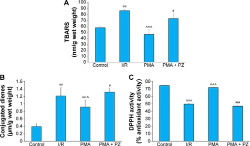 Figure 4 SGLT1 inhibition in the presence of PKC activator diminishes the preconditioning effect of PKC.