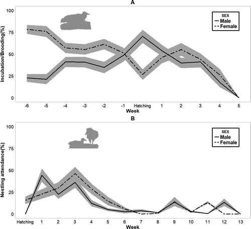 Figure 3. Incubation and brooding investment (A) and nest attendance investment (B) per week in relation to hatching date (week 0). Values are expressed as a percentage of time. Shaded areas represent ± se.