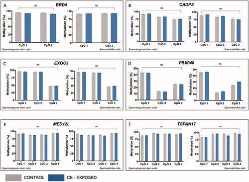 Figure 2. CE does not impact DNA methylation in spermatogenic cells at genes from the SFARI list without bivalent chromatin. In each panel, left graph shows methylation at individual CpG sites in SSC-like cells and right graph shows level in spermatid-like cells. Two-factor ANOVA for bisulfite pyrosequencing data shows no effect of CE exposure on DNA methylation at all genes analyzed, including (A) BRD4, (B) CADPS, (C) EXOC3, (D) FBXO40, (E) MED12L, (F) TSPAN17. ns = no significance.