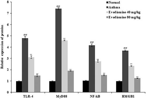 Figure 6. Expression of TLR-4, MyD88, NF-κB, and HMGB1 mRNA in the lung tissue of evodiamine-treated asthmatic rats. Values are means ± SD (n = 8); @@p < 0.01 compared to the normal group; **p < 0.01 compared to the asthma group.