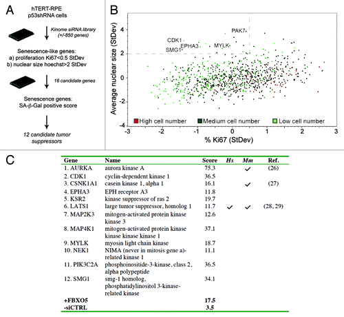 Figure 1. Identification of senescence-inducing kinase siRNAs. (A) Schematic overview of the high-content senescence screen. (B) Scatterplot analysis of data from the kinome HCS screen in p53+ cells. Cells were stained for Ki67, p53, p21CIP1 and Hoechst at day 3, and multiparametric analysis was performed to determine siRNAs displaying decreased proliferation (< 0.5 StDev Ki67%) and an increased nuclear size (> 2.0 StDev Hoechst mean area). High, medium and low cell number indicators are assigned as the third parameter. (C) Senescence scores per gene are the sum of the senescence scores of its siRNA pool and the four individual siRNAs, omitting siRNAs conferring less than 50% specific gene knockdown. Scoring details are depicted in Table S2. References to studies establishing bona fide tumor suppressor functions for human (Hs) or mouse (Mm) genes are indicated.