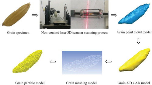 Figure 2. Grain particle modelling process.