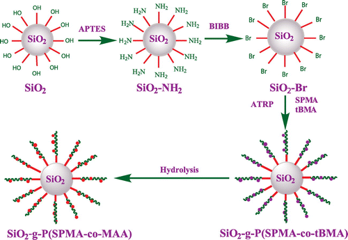 Scheme 2. Synthetic procedure for SiO2-g-P(SPMA-co-MAA).