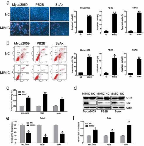 Figure 4. Ectopic overexpression of miR-337 enhanced apoptosis in CTCL cells. (a) Hoechst 33342 staining was carried out in each group of malignant T cells transfected with or without miR-337. Magnification, ×200. Apoptotic rate of positive Hoechst 33342 staining in each group of CTCL cells is displayed in the upper panel. (b) Annexin V-FITC/PI staining and ﬂow cytometry was performed to evaluate the number of apoptotic cells. In the right panel, upper and lower quadrants of each plot represent early apoptotic cells. Apoptosis rate analysis of CTCL cells in each group is displayed in the lower panel. (c) miR-337 overexpression increased caspase-3/7 activity in the three CTCL cell lines (MyLa2059, PB2B, and SeAx). (d) Western blotting and (e, f) qPCR analyses were performed to assess the protein and mRNA levels, respectively, of Bcl-2 and Bax, which were regulated by miR-337 overexpression. Data are represented as mean ± SD. *P < 0.05, **P < 0.01 versus NC group. n = 3.