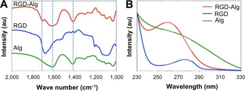 Figure 3 (A) Fourier transform infrared spectroscopy and (B) UV-Vis spectroscopy of samples including pure alginate microspheres, pure K4YRGD peptides, and K4YRGD peptide-functionalized alginate microspheres. Alg represents alginate.Abbreviations: Alg, alginate microparticle; UV-Vis, ultraviolet–visible; RGD, arginine-glycine-aspartic acid.