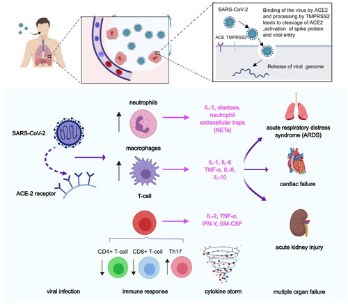 Figure 8. Pathological process after SARS-CoV-2 infection. First, SARS-CoV entered into lung epithelial cells, by binding of the virus to the ACE-2 receptor via spike proteins expressed on the surface of the virus. After the viruses proliferated in large numbers, the viruses can be recognised by neutrophils, macrophages, or T-cells. The inflammatory responses were triggered and the danger signalling molecules such as certain cytokines (e.g. IL-1, IL-8, etc.) were producted. In addition, immune response were elicited by reducing the number of CD4+ T-cells and CD8+ T-cells and increasing the number of Th17 cells.