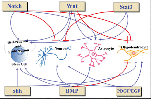 Figure 2 Signaling pathways involved in CNS development. The blue arrows indicate activations, the red lines represent repression.