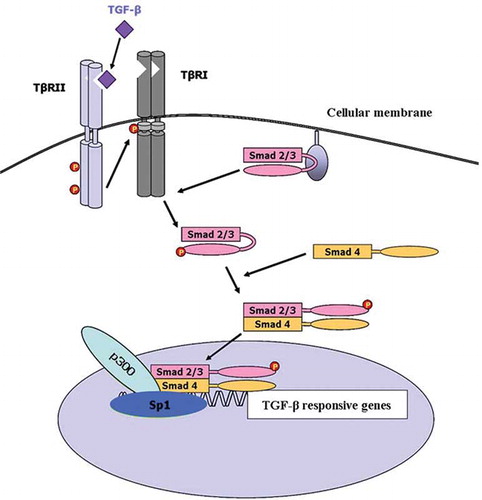 Figure 1.  A schematic representation of the TGF-β-Smad signaling pathway (see text for details).