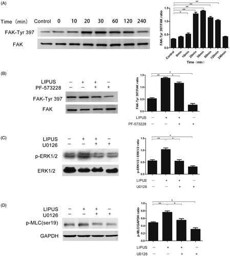 Figure 4. Western blot analysis was in BMSCs induced using LIPUS. (A) BMSCs were stimulated using LIPUS and collected for Western blot analysis at the indicated time point after LIPUS treatment. (B–D) Phosphorylation of FAK, ERK1/2 and MLC induced using LIPUS were analyzed using Western blot in the presence of the specific inhibitors of FAK (PF-573228) and ERK1/2 (U0126).