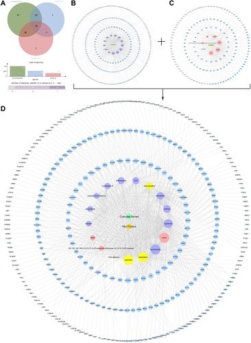 Figure 1 CSMFCH component-target network. (A) Venn diagram: 137 components (green section), and 18 bioactive components filtered by two models relevant to ADME (blue section stands for the components of OB ≥ 30%, red section stands for DL ≥ 0.18). (B) CS component-target network, including 316 nodes and 714 edges. (C) MF component-target network, including 165 nodes and 373 edges. (D) Construction of CSMFCH component-target visual network, including 325 nodes and 835 edges. Turquoise node and orange node stand for CS and MF, respectively. Purple nodes and pink nodes stand for bioactive components from CS and MF, respectively. Yellow node stands for the common components from CS and MF. Blue nodes stand for targets.