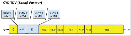 Figure 1. CYD TDV is recombinant live-attenuated chimeric yellow-fever-dengue virus tetravalent vaccine that was produced by replacing the prM and E of the 17D yellow fever vaccine virus with the prM and E proteins of DEN-1, -2, -3 or -4 viruses.