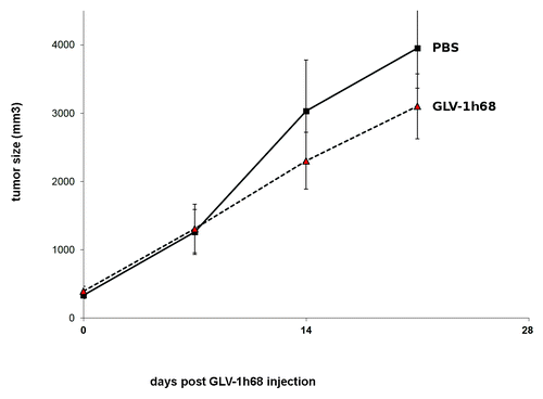 Figure 4. Growth of canine prostate carcinoma tumors in virus- and mock-treated mice. Groups of CT1258 tumor-bearing nude mice (n = 5) were either treated with a single dose of 5 × 106 pfu GLV-1h68 or with PBS (mock control). Tumor size was measured twice a week. There were no significant differences between groups (P > 0.05).