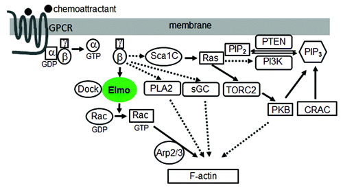 Figure 1. A model of the signaling network from GPCR to the actin cytoskeleton during chemotaxis. Solid lines indicate association and dashed lines indicate a lack of data for association.