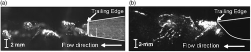 Figure 2. Experimental observation of wake vortices (Zobeiri, Citation2012). (a) BTE hydrofoil. (b) DTE hydrofoil.