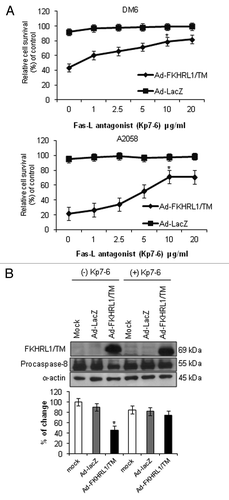 Figure 4. Inhibition of Fas-L-mediated cell death. (A) DM6 or A2058 cells were cultured with increasing concentrations of Fas/Fas-L antagonist Kp7-6 followed by infection with either Ad-LacZ or Ad-FKHRL1/TM at an MOI of 50. At 72 h an MTT assay was performed to determine cell survival. Ad-FKHRL1/TM alone was compared with Ad-FKHRL1/TM in presence of Kp7-6. Each point represents the mean ± SD of three independent experiments (*p < 0.05). (B) A2058 cells were cultured in absence or presence of Fas/Fas-L antagonist Kp7-6 at 10 µg/mL followed by mock infection or infection with either Ad-LacZ or Ad-FKHRL1/TM at an MOI of 100. Western blot and bar graphs of procaspase-8 expression after adenovirus infection. Bars represent mean ± SEM expressed as percentage of change from 3 separate experiments, (*p < 0.05) decrease in the level of expression. α-Actin was used to demonstrate equal loading for each lane. FKHRL1/TM expression was also confirmed.