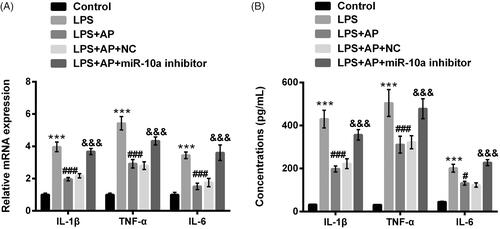 Figure 5. Impact of miR-10a inhibition on the productions of pro-inflammatory cytokines in HT22 cells co-stimulated with LPS and AP. HT22 cells were respectively transfected with miR-10a inhibitor and NC, and then were preconditioned with 80 μg/mL AP prior to dispose with LPS (1 μg/mL), (A) the mRNA levels and (B) the concentrations of IL-1β, TNF-α and IL-6 were assessed through RT-qPCR and ELISA. ***p < .001 vs Control; #p < .05, ###p < .001 vs LPS group; &&&p < .001 vs LPS + AP + NC.