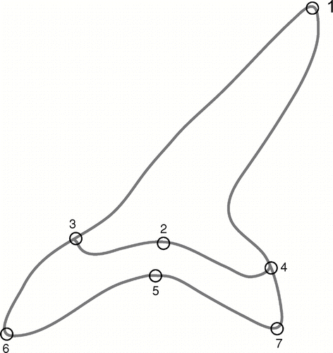 FIGURE 2 Location of landmarks for geometric morphometric analysis. 1, cusp apex; 2, center of the inner edge of the root; 3, 4, junction of cusp edge and root; 5, maximum curvature of root center; 6, 7 apex of root lobe.