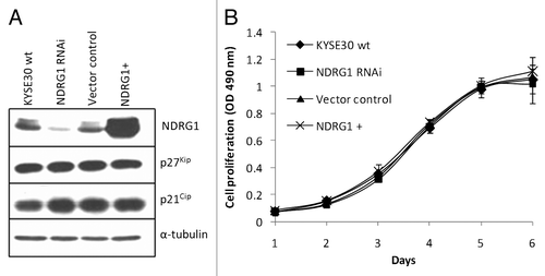 Figure 1. Ectopic alteration of NDRG1 expression level in KYSE30 cells and its effect on cell proliferation. “NDRG1+” refers to transfectants ectopically overexpressing NDRG1, here and elsewhere. (A) Western blot analysis for NDRG1, p27Kip and p21Cip. (B) Anchorage dependent proliferation of wild type KYSE30 cells and transfectants with altered NDRG1. The MTS proliferation assay was measured at 490 nm. Each point represents the mean of four readings in one experiment. Bars, ± SD.