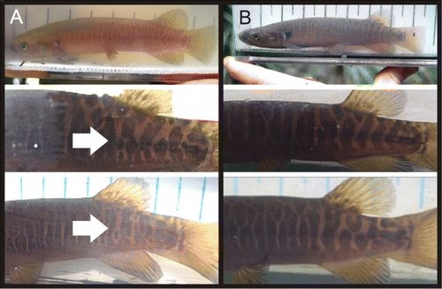 Figure 4 Variation in body pattern of adult banded kōkopu in Le Roy's Stream. Individuals from the forested habitats (left column) are lighter dorsally and have spots within the vertical body lines (arrowed) than those from backwater habitats (right column) which are darker dorsally and have no spots within the vertical body lines.