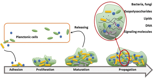 Figure 1. Development of biofilm and its perseverance as a source of new planktonic forms of microorganisms. Maturation of biofilm is associated with development of the extracellular matrix and increasing participation of small-molecule substances as signaling molecules. Increased density in the deeper layers of biofilm results in lower nutrient availability in turn, causing senescence of insider cells (denoted as gray).