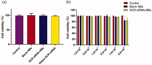 Figure 2. In vitro biocompatibility of NBs was tested by CCK-8 assay. (a) The original medium was changed to a fresh medium containing PBS (Control), blank NBs, or SCR siRNA-NBs (at siRNA-NBs volume 10 µL/well or siRNA 6 pmol/well). (b) The original medium was changed to a fresh medium containing PBS (Control), different concentrations of blank NBs, or SCR siRNA-NBs (at 1.0 × 106, 5.0 × 106, 1.0 × 107, 5.0 × 107, 1.0 × 108, and 5.0 × 108 bubbles/mL). *p < .05, compared with Control.