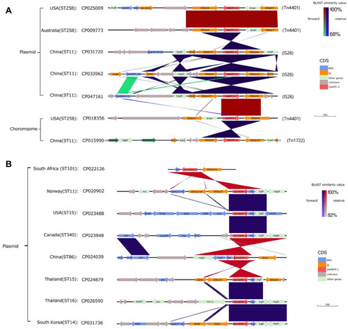 Figure 4 blaKPC-2 and blaNDM-1 gene environment and comparison of some representative samples; BLAST similarity values and the types of different CDS are annotated by different colors next to the main chart (A) Gene environment of blaKPC-2 (B) Gene environment of blaNDM-1.