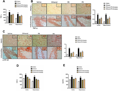 Figure 6 Thiazolidine derivatives attenuated inflammatory mediators in ethanol intoxicated animals. (A) TNF-α protein expression as quantified by ELISA with (n=8/group). (B) Immunohistochemistry results for TNF-α in the cortical and hippocampal tissues with (n=8/group). TNF-α exhibited cytoplasmic localization in the treated tissue. (C) p-NF-ΚB protein expression as quantified by immunohistochemistry with (n=8/group). (D) ELISA analysis of COX-2 (E) NLRP3 from cortical and hippocampal tissues with (n=8/group). All data were expressed as Mean ± SEM. Symbols ##Shows significant difference p < 0.01, while *Shows significant difference p < 0.05. The symbol *Indicates a significant difference relative to the ethanol group.