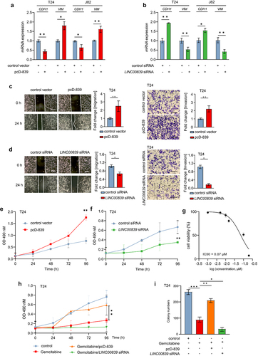 Figure 2. LINC00839 promotes the migration, invasion and EMT of bladder cancer cells.