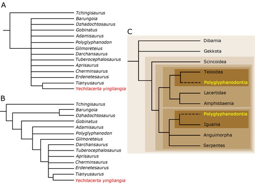 Figure 8. A and B, alternative consensus trees from a constrained TNT analysis of the emended Gauthier et al. (Citation2012) data matrix, with different levels of resolution. C, a summary tree of squamate relationships, based on molecular data, with the two most common alternative positions of Polyglyphanodontia reported by previous authors and the current paper. See text for further details.
