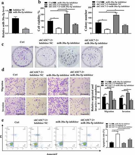 Figure 4. The effect of CASC7 on HCC proliferation mediated by miR-30a-5p. (a) miR-30a-5p expression in HepG2 cells. (B, C and D) migration and invasion (100 um), colony formation, cell viability. (e) Cell apoptosis rate. ** P < 0.01, * P < 0.05, n = 3.